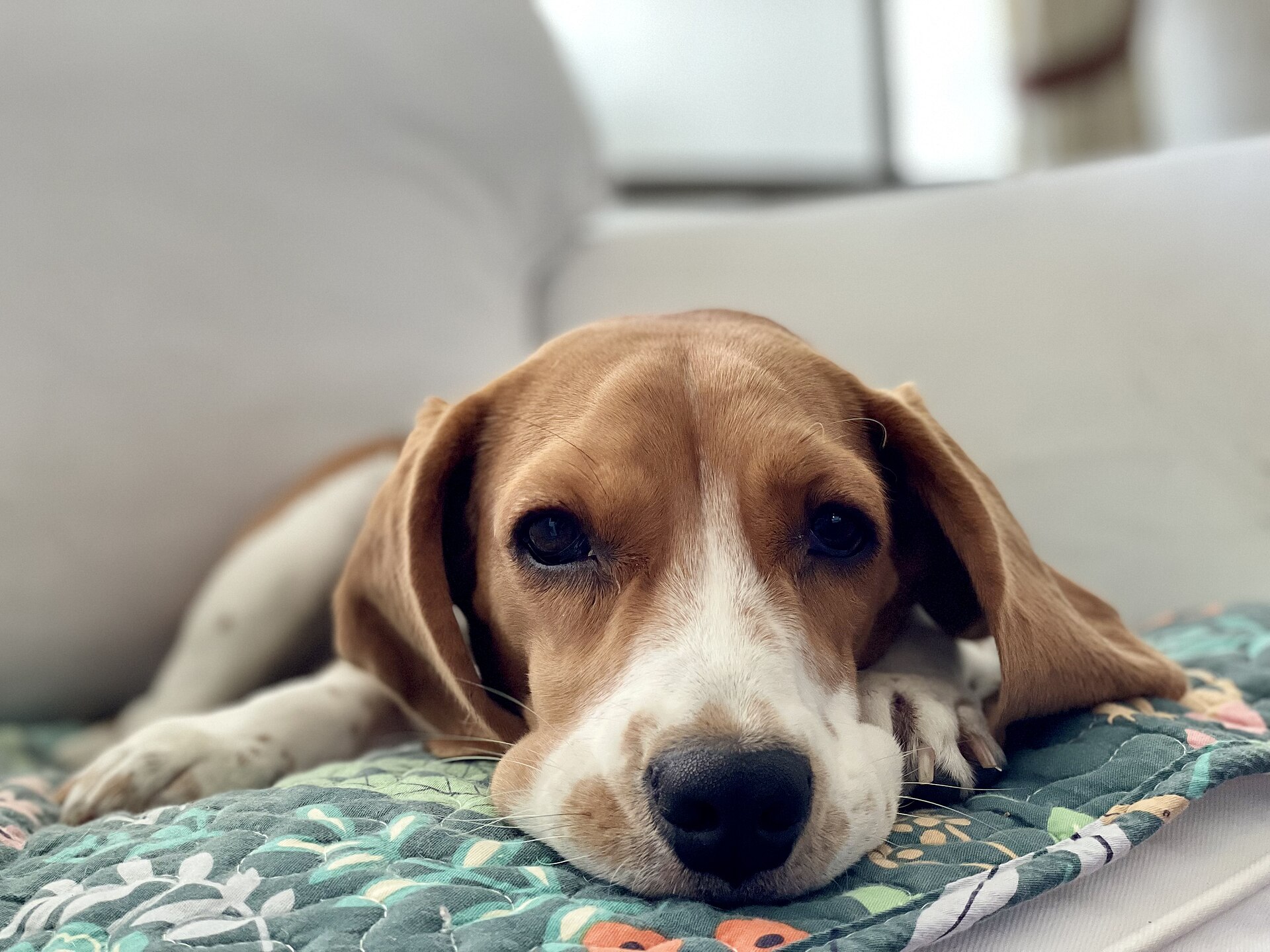 ソファでくつろぐ犬