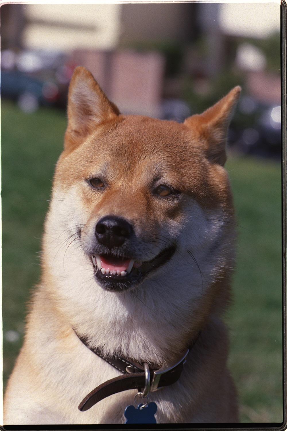 ハナ（柴犬ミックス）