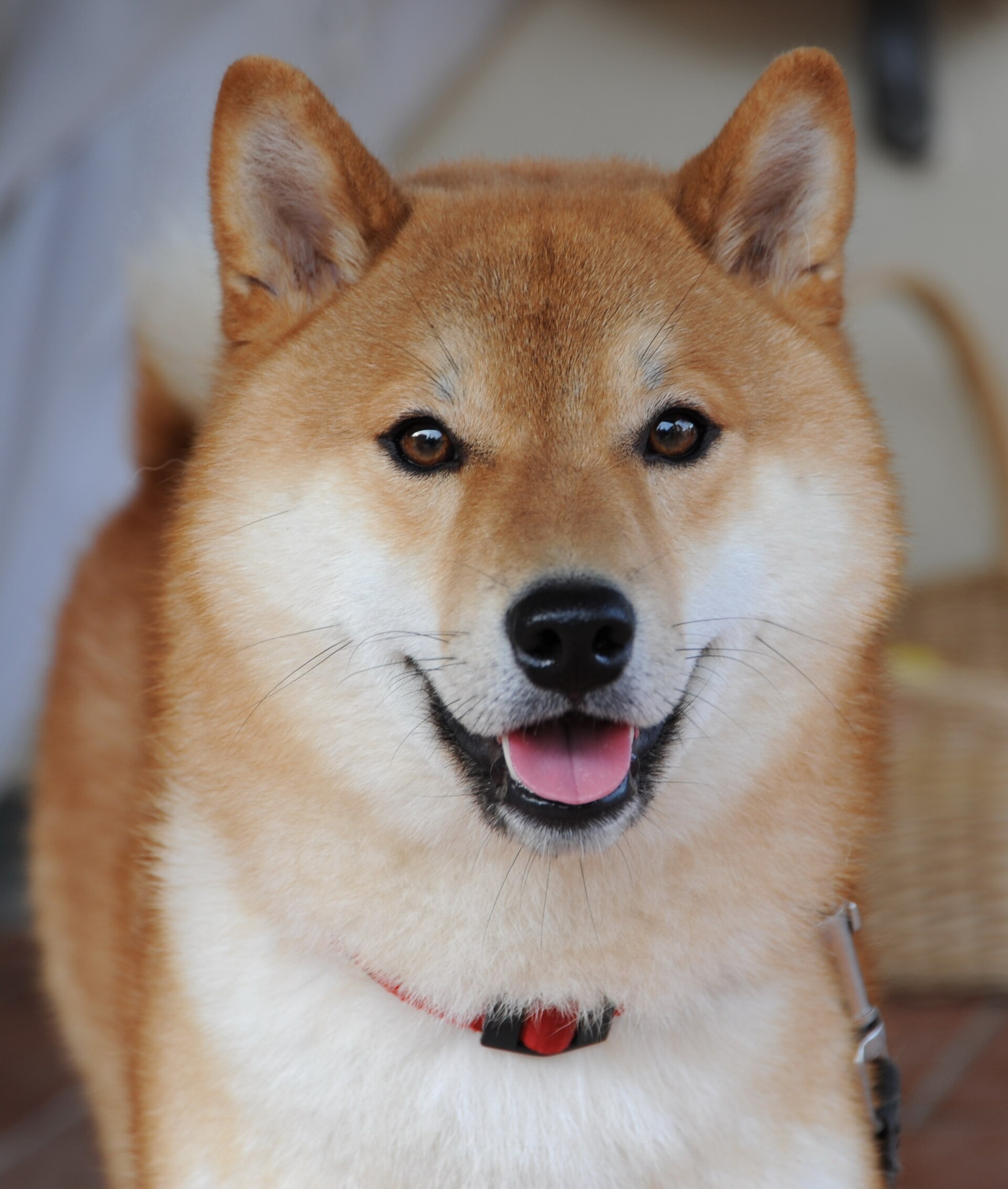 クロ（柴犬）